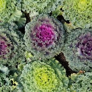 Meet your Posher, Regan